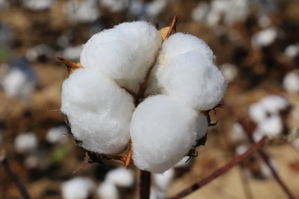 A fully open cotton boll with white lint ready for picking