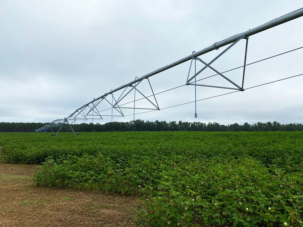 A centre-pivot irrigation line watering a green cotton field