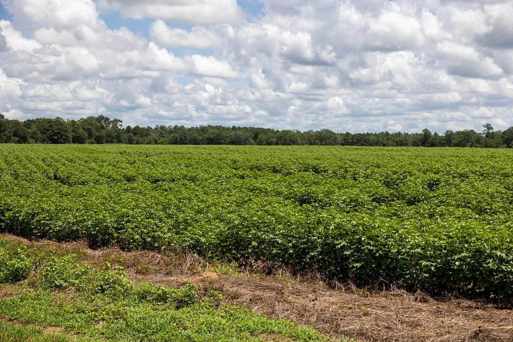 Rows of green cotton plants across a wide farm field under a cloudy sky